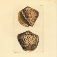 Amoria undulata Sea Seal Poster Protter от ® Florilegius Mary Evans