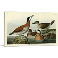 Ruddy Duck Canvas Art Print от Джон Джеймс Одубън - Размер: 18 12